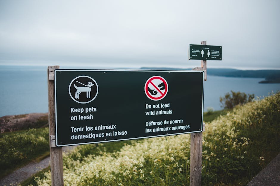 Kolkata Fatafat & Arcarrierpoint.net: Understanding the Risks and Legal Reality